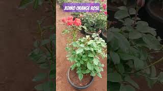 JEDIKO ORANGE ROSE MOTHER PLANTS #rose