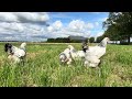 jonge brahma kippen in de kleur wit zwartcolumbia te koop bij de kippenspecialist.