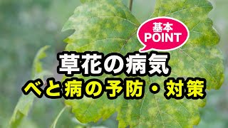 べと病の予防と対策 草花の病気