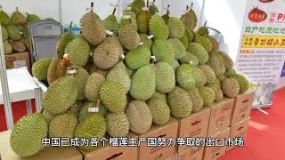 中国海南省榴莲的“前世今生”：以前种不活 如今将上市The past and present of durian in Hainan Province, China