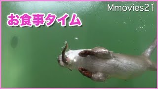 活きたドジョウを捕らえるユーラシアカワウソのリオ　Eurasian otter