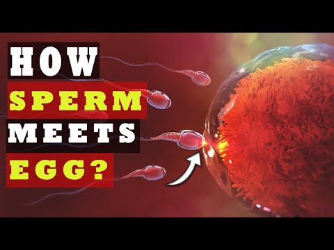 How Sperm Meets An Egg To Fertilize | How Fast Sperm Travels To The Egg ...