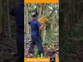 The Act Of Plucking Bananas From The Tree