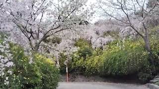 2024年4月6日鳴門市花見山⑩