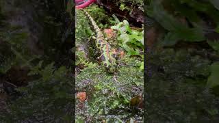 うようよしてるの食べる　Triturus marmoratus / Marbled newt  マダライモリ　#shorts #shortsvideo #shortsfeed