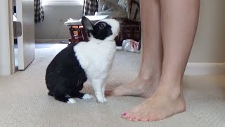 Rabbit eating breakfast like a ravenous beast