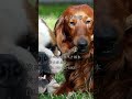 【犬が人に与える影響について】愛犬家住宅　ペットリフォームならセラフ榎本　愛犬　ペット快適住環境　埼玉県　東京都　神奈川県 shorts 犬 dog ペット pets