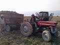 massey ferguson 135 5 ton pancar Çekiyor