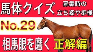 【一口馬主】馬体クイズ NO.29  アンサー編　馬体の見方　練習編　馬体解説　サラブレッド　horse race   racehorse Japan