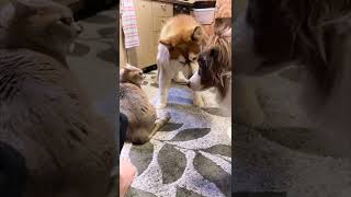 気持ちが通じ合わない３匹の犬と猫...笑 #shorts