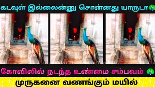 முருகனை வணங்கும் மயில் (நடந்த உண்மையான அதிசயம் 🦚@unakkutheriyathatamila ) murugan temple