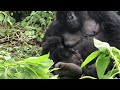 gorilla mom and baby snuggling