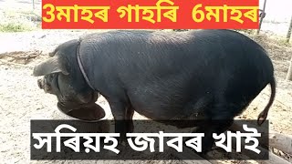 সৰিয়হ তেলৰ জাবৰ খাই 3মাহৰ গাহৰি 6মাহৰ যেন লাগিছে । village vlogs video  @ Binodbasumatrivlogs