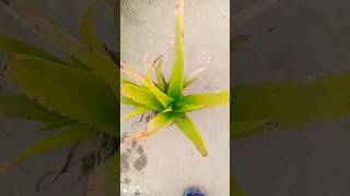 Our fresh Aloe Vera plants #aloevera #plants #foryou #nature #trending #subscribe #shorts #reels #yt