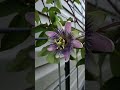 stunning passion flower