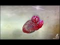 top 7 super rare golden base flowerhorn expensive flowerhorn cichlids