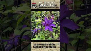 🌺A Montana gardening wonder! Laurel Staples takes you to the heart of the Elkhorn Mountains
