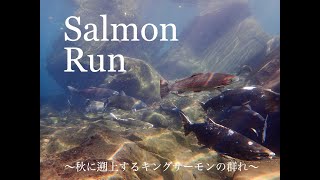 ポートランドからマスノスケと潜れる川へ〜Fall chinook Salmon Run〜👑キングサーモン👑