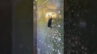 Thirsty Bootle Green Fly Drinks Drops Of Water From The Wall #fly #water #animals #nature