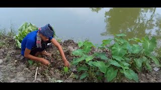 Amazing Healthy Food Arum leaf A Young Boy Cut arum leaves Taro leaf Village Food