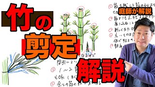 剪定適期は４〜５月頃の竹の剪定を解説【庭師が解説】