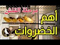 أهم انواع الخضر للكناري في مرحلة القلش و غيار الريش - تغذية الكناري في الصيف