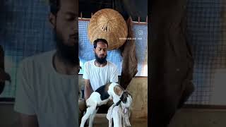 Irshad Kota Goat Farm. #shorts #tiktok #funnyvideo #viral  #trending #sheep #funnyanimal #goats