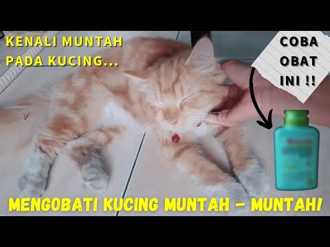 Kucing Muntah? Obat Untuk Kucing Muntah, Murah Gampang Nyarinya! - YouTube