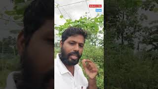 கஷ்டப்பட்டு உழைத்த காய்கறிகளை ஐந்து ரூபாய் கொடுக்கிறோம்