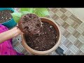 తమలపాకు పెంచడం how to grow betel leaves paan plant in telugu how to grow betel leaf plant