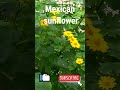 Yellow Mexican sunflower  #shorts # Tithonia plant # shorts # Afaz kitchen # SUBSCRIBE my channel #