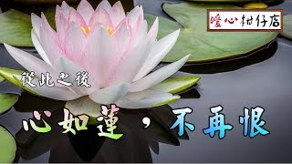 【暖心柑仔店】從此，心如蓮花，不再恨人