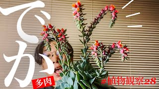 【多肉植物】エケベリアの花芽がヤバいから見て欲しい【巨大化】