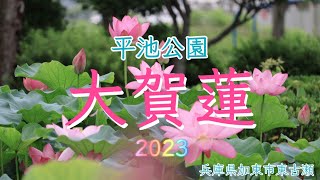 🌺平池公園の大賀蓮～兵庫県加東市東古瀬～