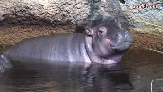 カバの赤ちゃんお披露目　８月に誕生　神戸・王子動物園