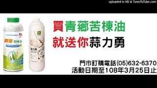 【蔥、蒜、薑、韭】20190114-蒜頭用什麼肥料好，43號如何？