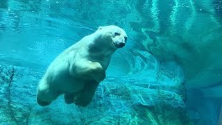 20230612:今日の円山動物園