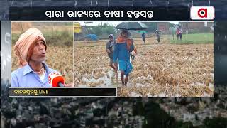 ଅମଳ ବେଳେ ବ୍ୟାପକ ଫଲସ ନଷ୍ଟ । Balesore | Argus News