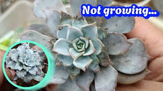 Why Do My Succulents Stop Growing? Checking The Soil of My Succulents #succulentcare #succulents