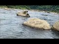 creek fishing in taiwan 雨一停基隆河猴硐段就熱鬧了