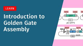 Golden Gate Assembly Explained: How It Works and When to Use It
