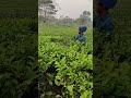 😳the art of pruning tea plant 🌱 🤯 pruning shorts