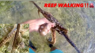 Walking the Reef for TAKO!! | Super Shallow! | Hawaii fishing