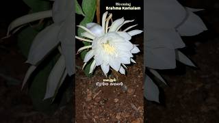 தெய்வீக மலர் பிரம்ம கமலம் | Brahma kamalam Blooming #shorts #blooming #nishagandhi #brahmakamalam