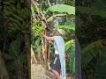 panen pisang kawesto#petani#groboganhits#shorts#shortsvideo