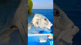 மிக பெரிய பாறை மீன் #fishing #trevally #shorts