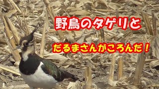 野鳥のタゲリと だるまさんがころんだ をやってみた 120