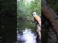 Big Hay Meadow Creek, WI  #fishing #trout #wisconsin