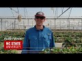 2024 Update: Strawberry Greenhouse: Soil-less substrate research at NCSU