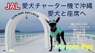 愛犬と沖縄旅行/プラチナチケット当選/愛犬はJAL窓側席/シンクロを引き寄せる旅/快適な空の旅/世界自然遺産やんばるの森満喫/